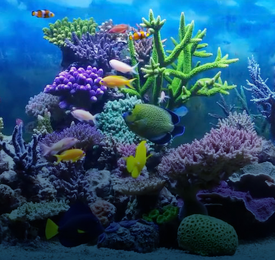 Aquarium with coral and tropical fish