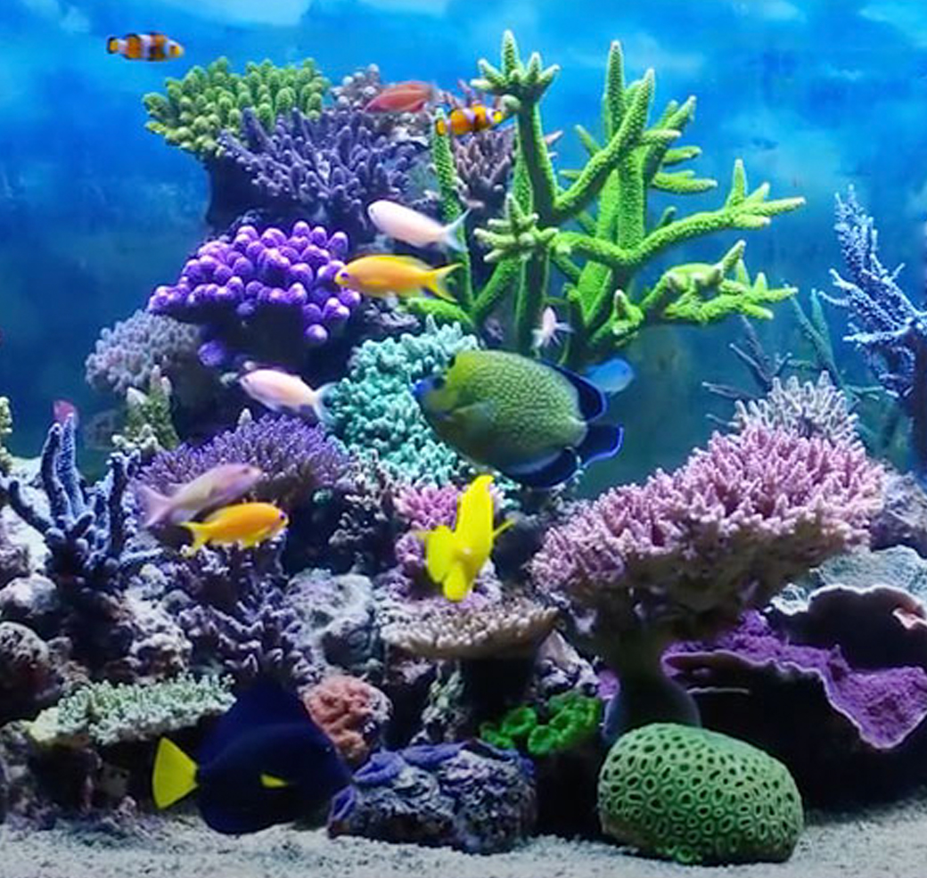 Aquarium with coral and tropical fish